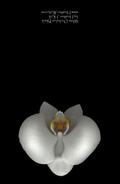 Small Note Card White Orchid on Black - Set of 5